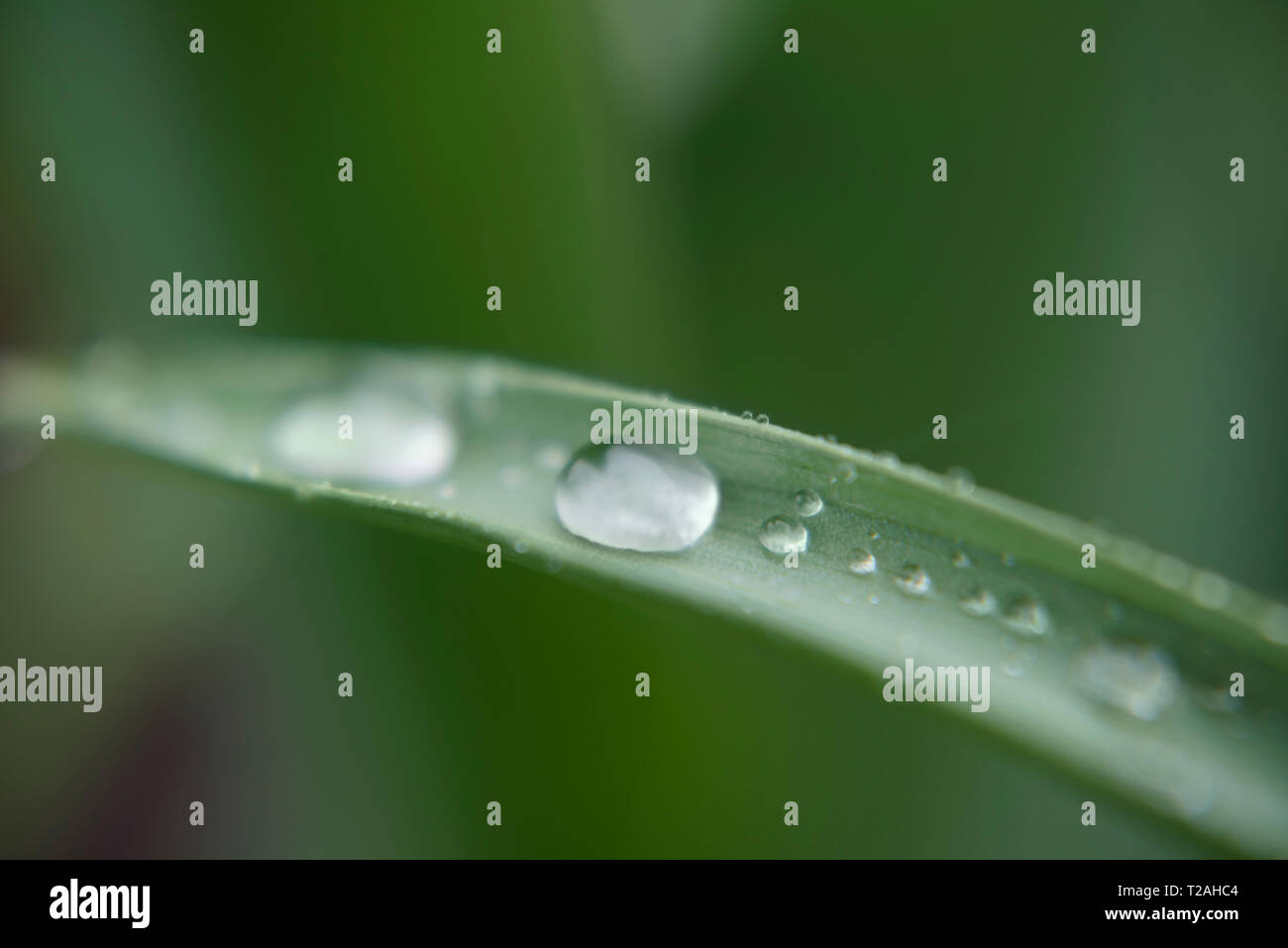 Wassertropfen auf Blatt Stockfoto