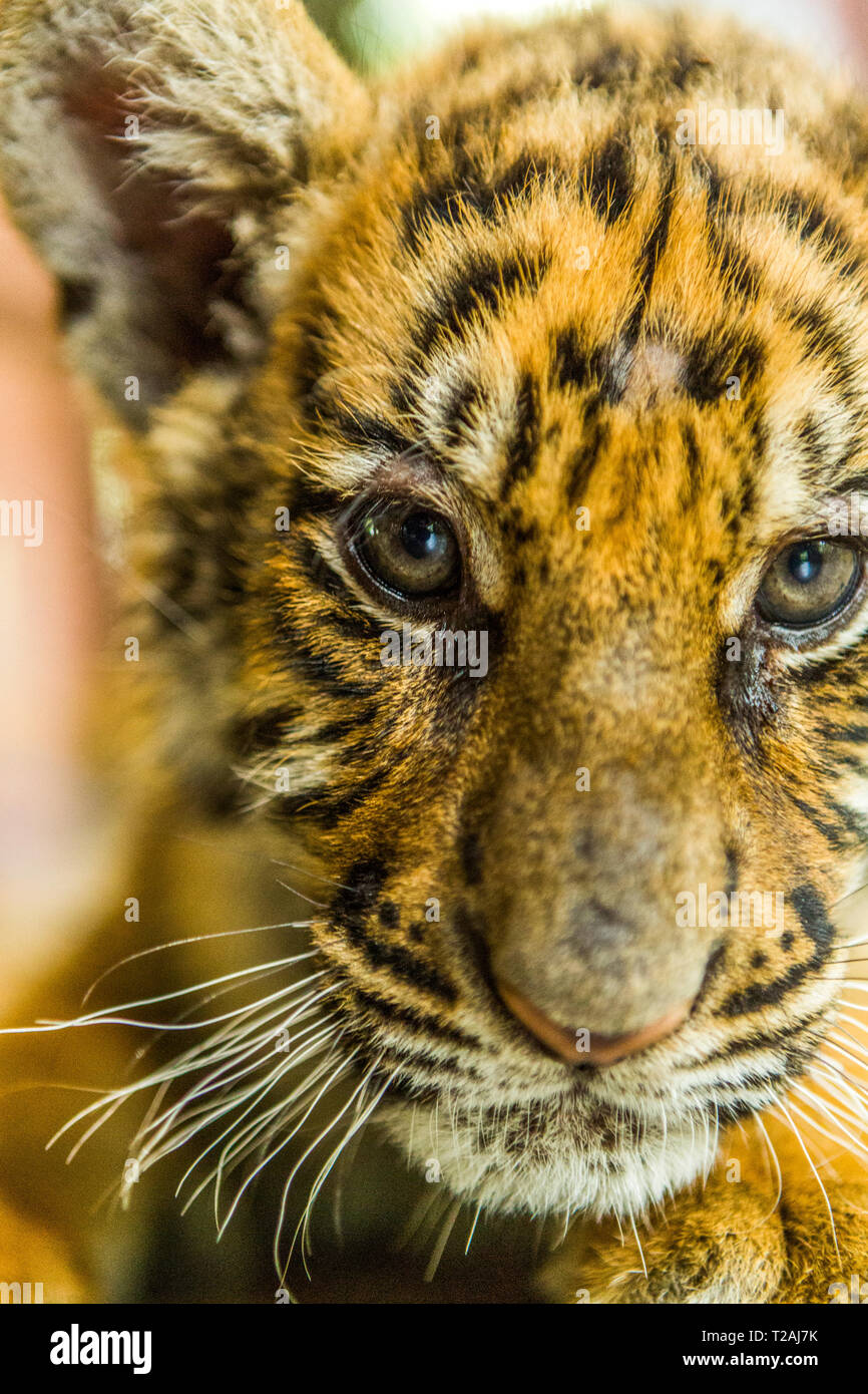 Tiger Cub an Kamera suchen Stockfoto