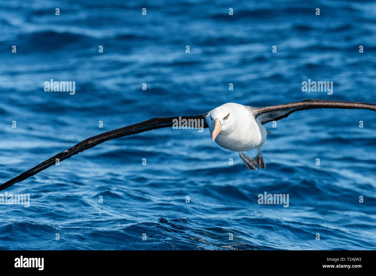 Schwarz tiefsten Albatross, oder mollymauk, Fliegen, Pazifischer Ozean, North Island, Neuseeland. Stockfoto