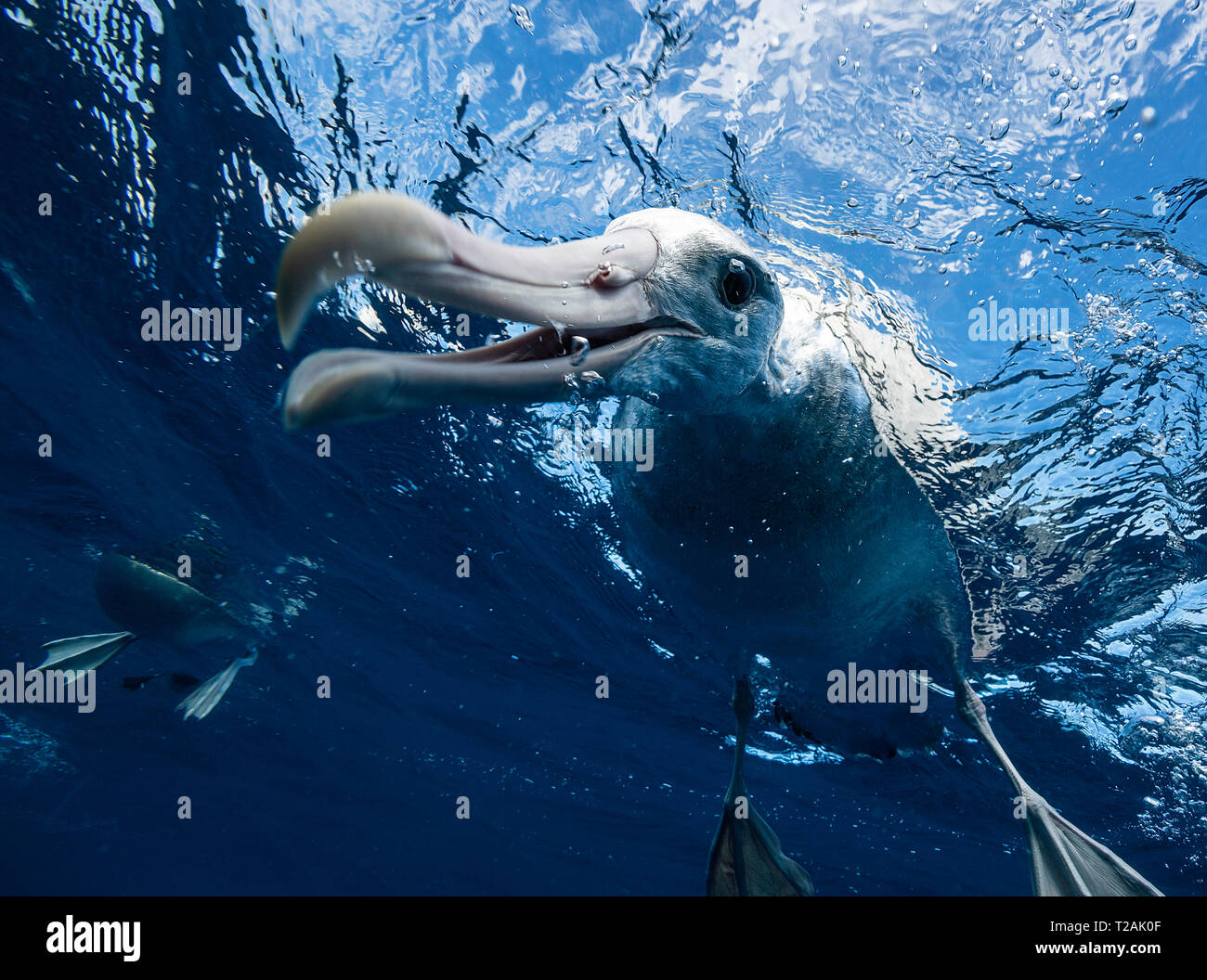 Antipodean Albatross, Unterwasser, Pazifischer Ozean, North Island, Neuseeland. Stockfoto