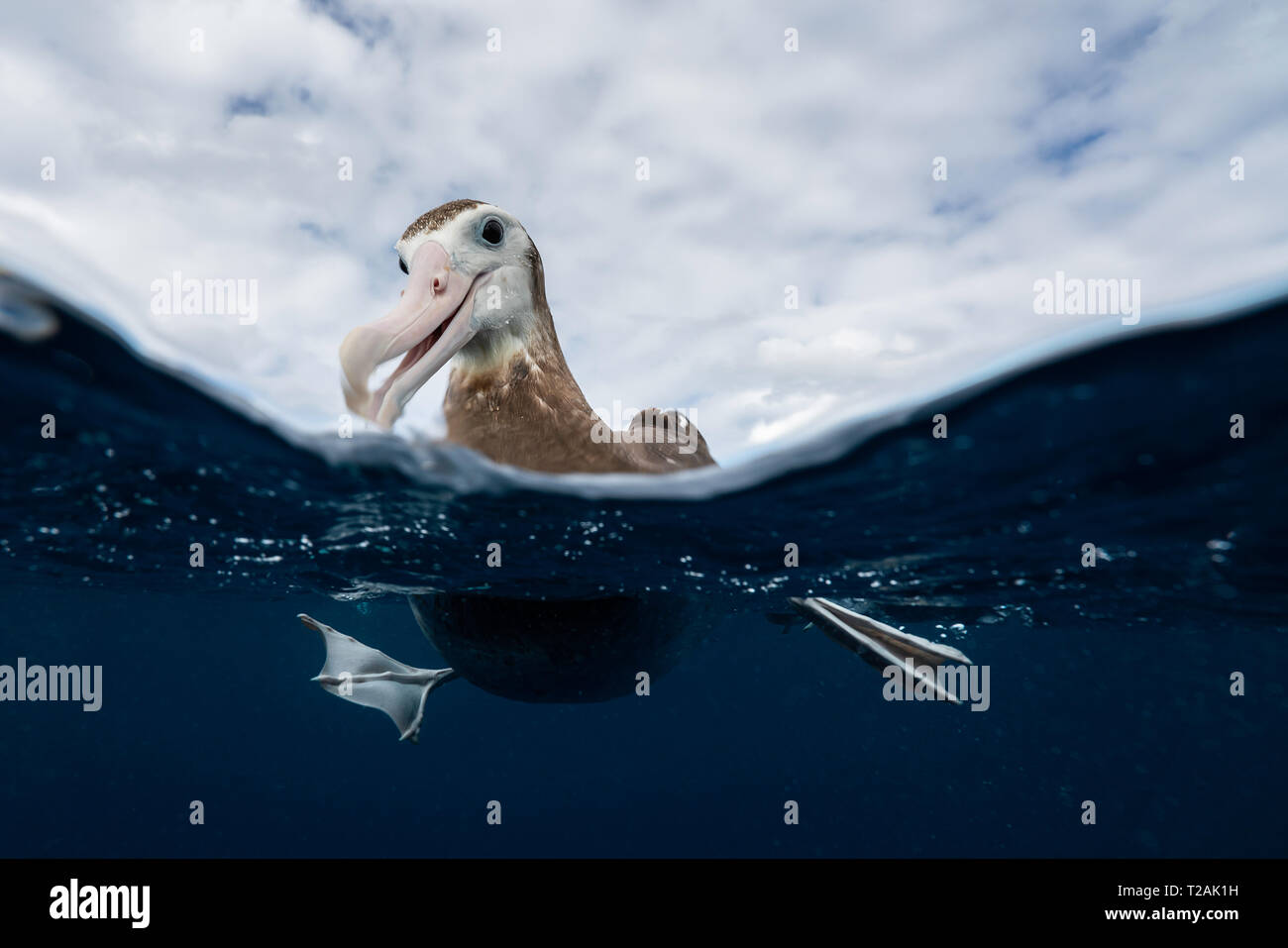 Geteilte Ansicht eines Antipodean Albatross ruht auf dem Wasser, Pazifischer Ozean, North Island, Neuseeland. Stockfoto