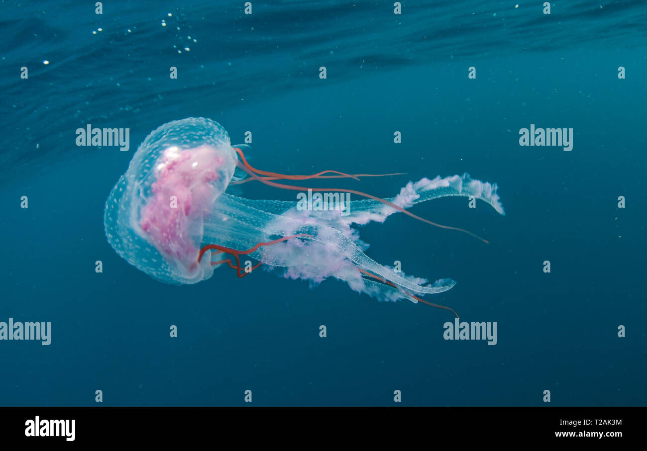 Quallen, False Bay, Südafrika. Stockfoto