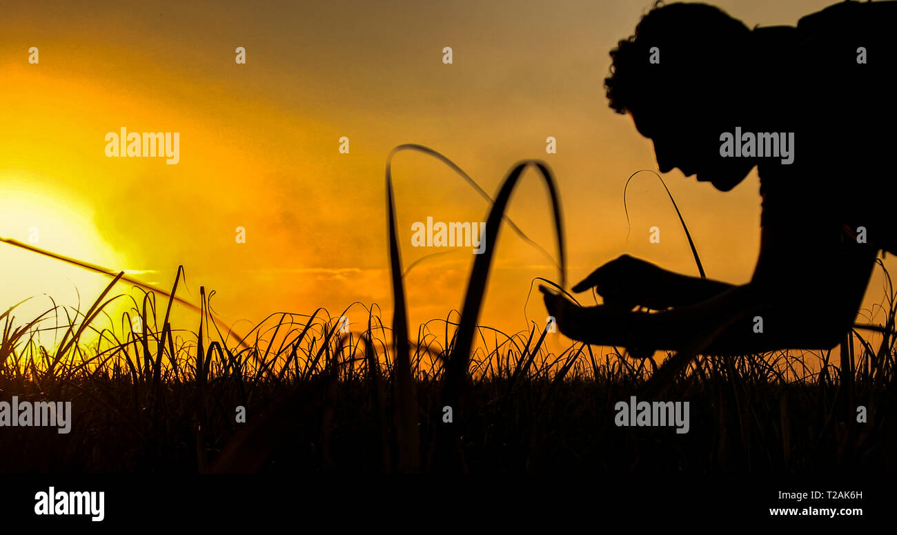 Silhouette der Agronom Konzept der landwirtschaftlichen Unternehmen Zuckerrohrplantage Stockfoto