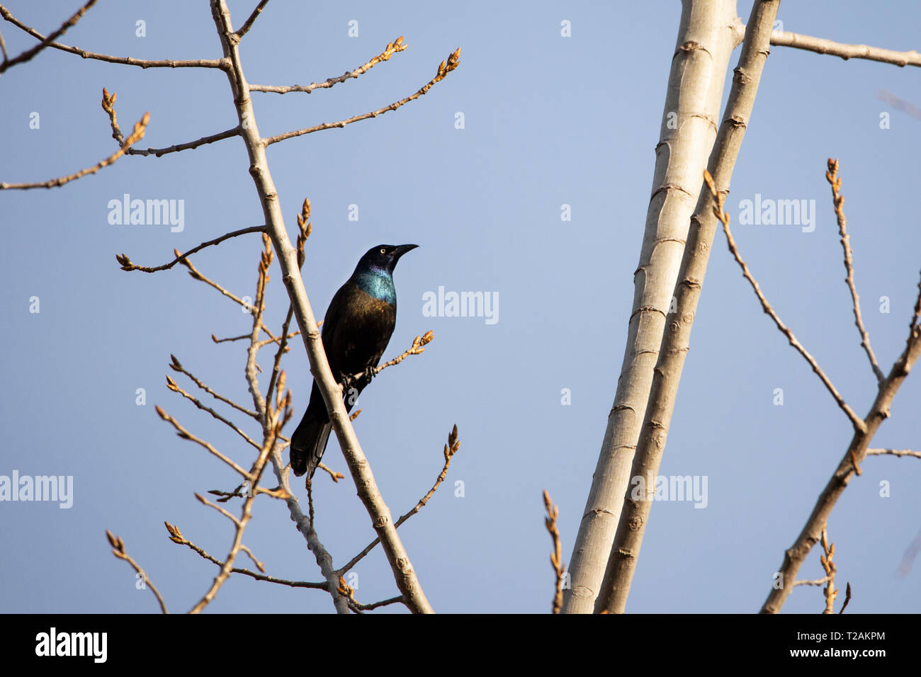 Ein gewöhnlicher Grackel (Quiscalus quiscula), der in einem Baum mit aufkeimenden Blättern vor einem blauen Frühlingshimmel in Littleton, Massachusetts, USA, thront. Stockfoto