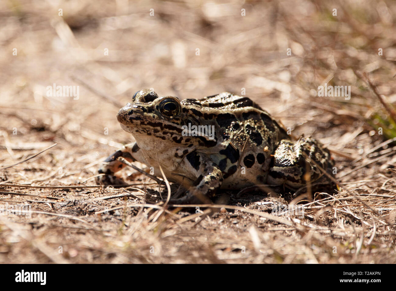 Nahaufnahme Leopardenfrosch Stockfotos Und Bilder Kaufen Alamy