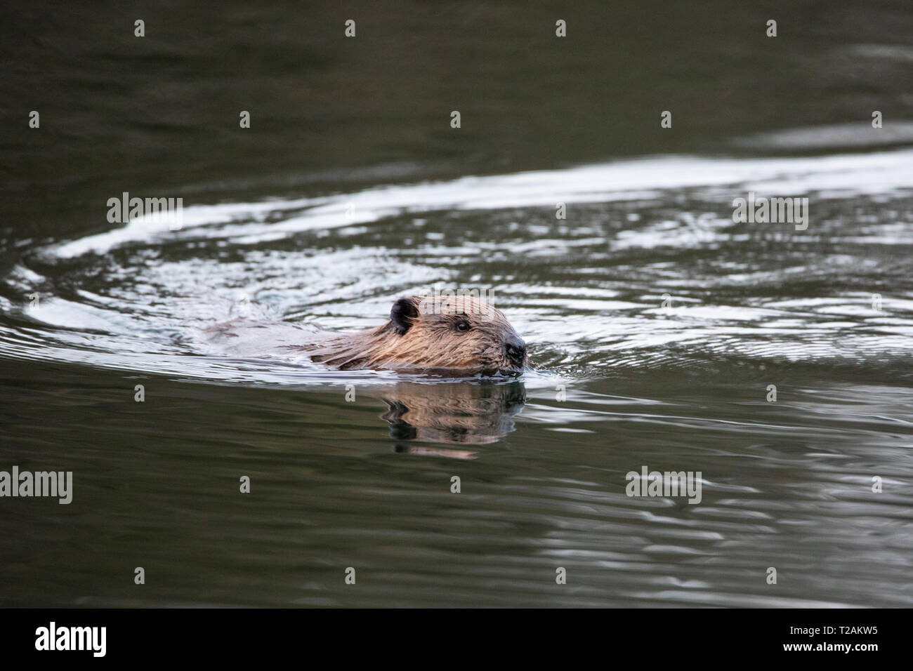 Ein Nordamerikanischer Biber (Castor canadensis) Schwimmen bei Bowers Federn in Bolton, Massachusetts, USA. Stockfoto