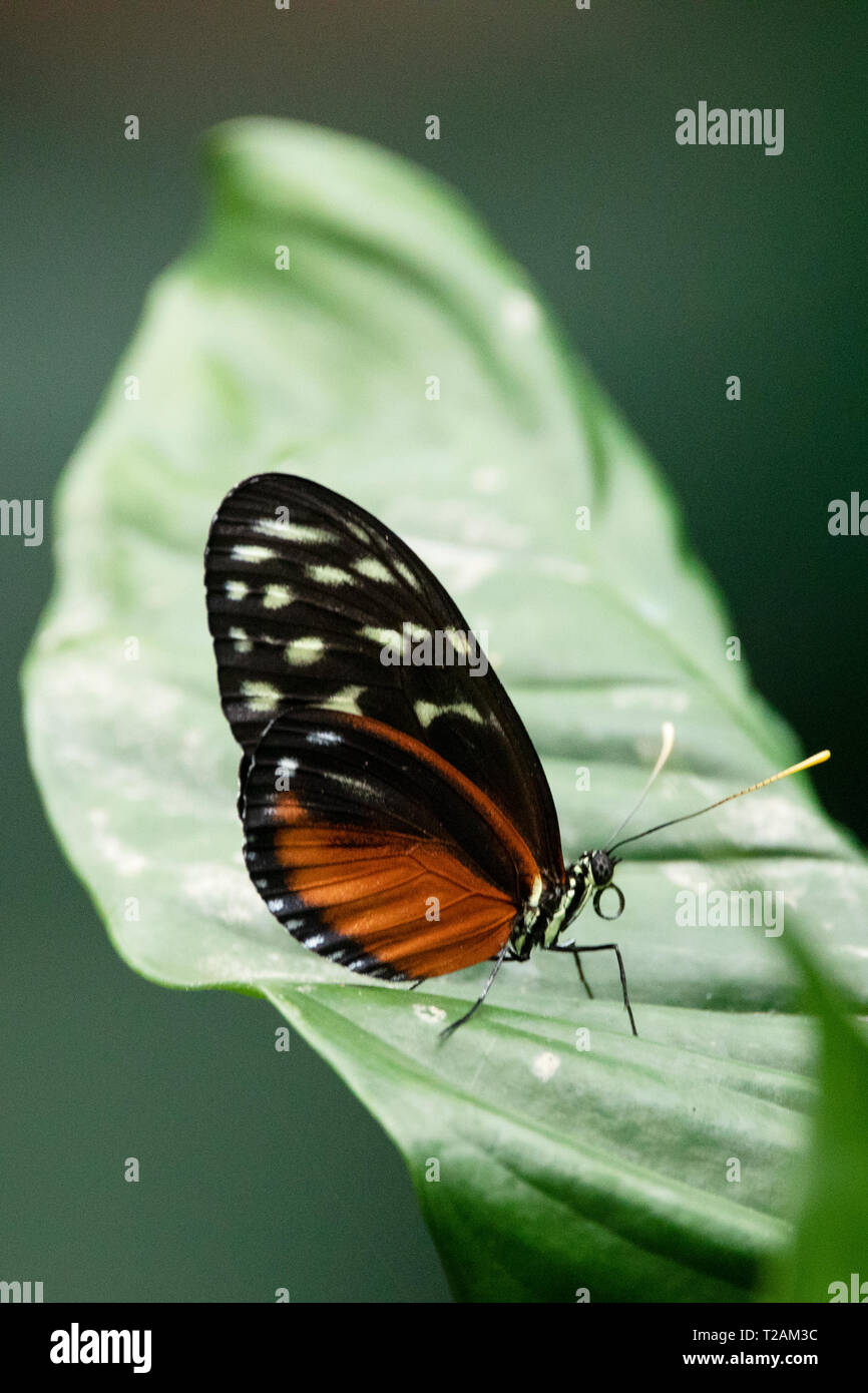 Mechanitis polymnia, der orangerote Tiger-Clearwing oder gestörter Tigerflügel-Schmetterling, thront auf einem Blatt. Stockfoto