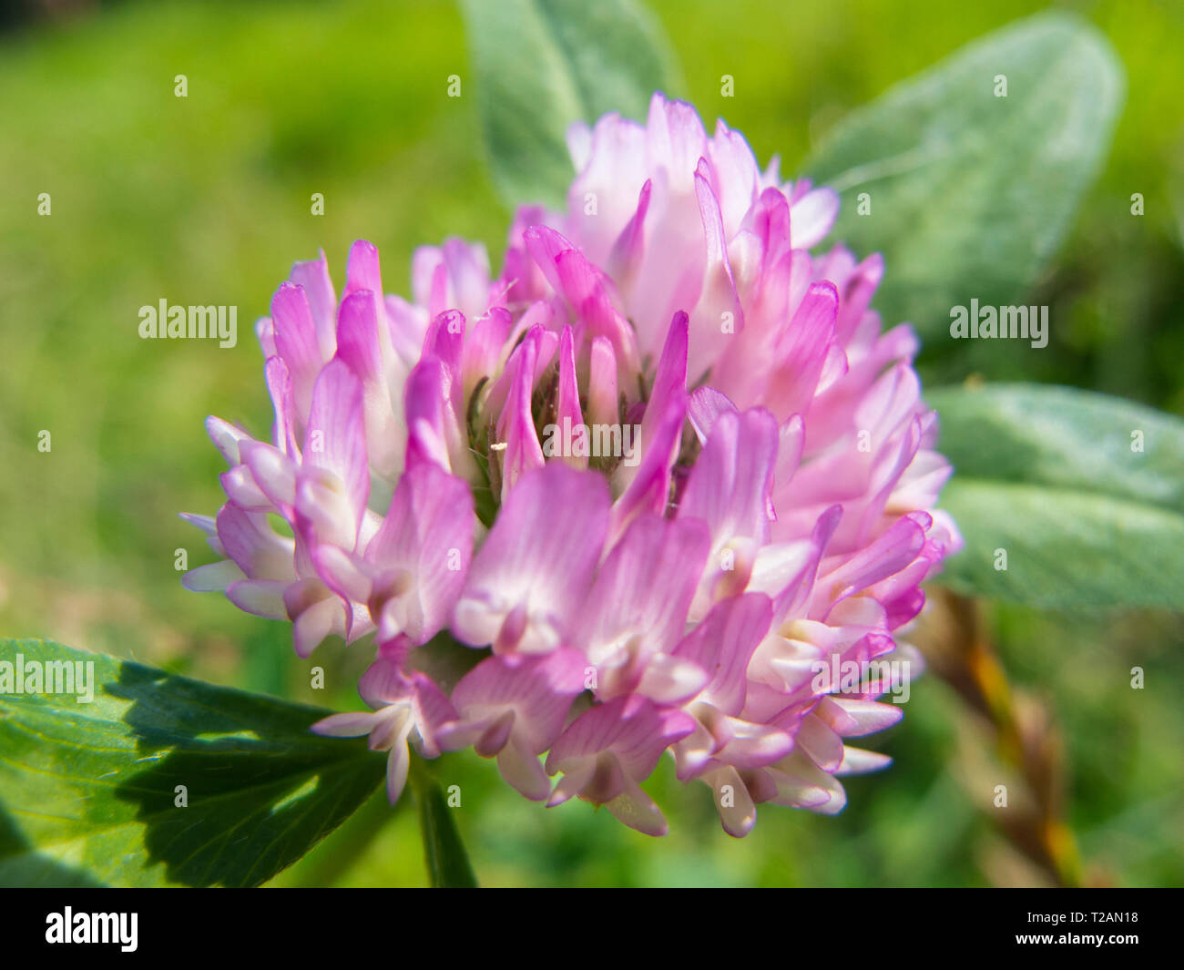 Nahaufnahme auf ein Kleeblatt Blume Stockfoto