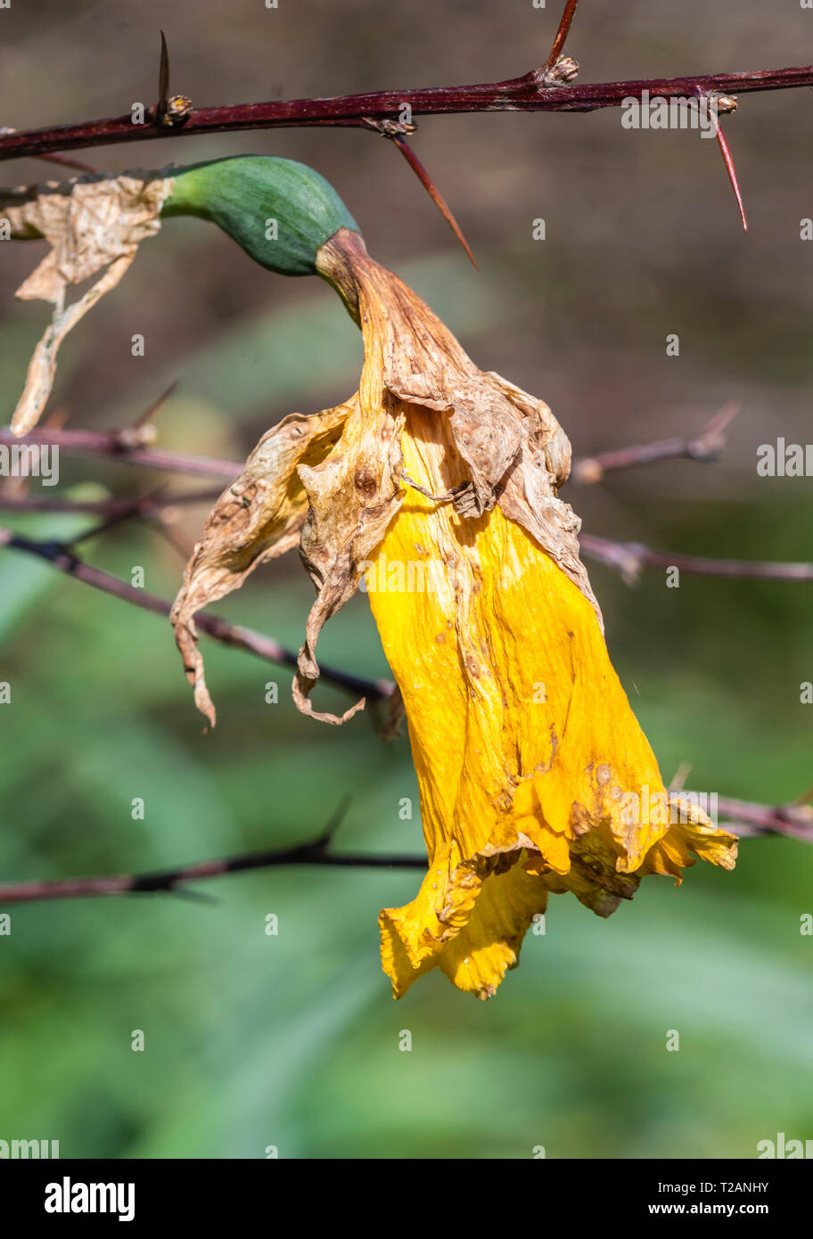 Tote oder sterbende Narzisse (Narcissus) im Frühjahr in Großbritannien. Stockfoto