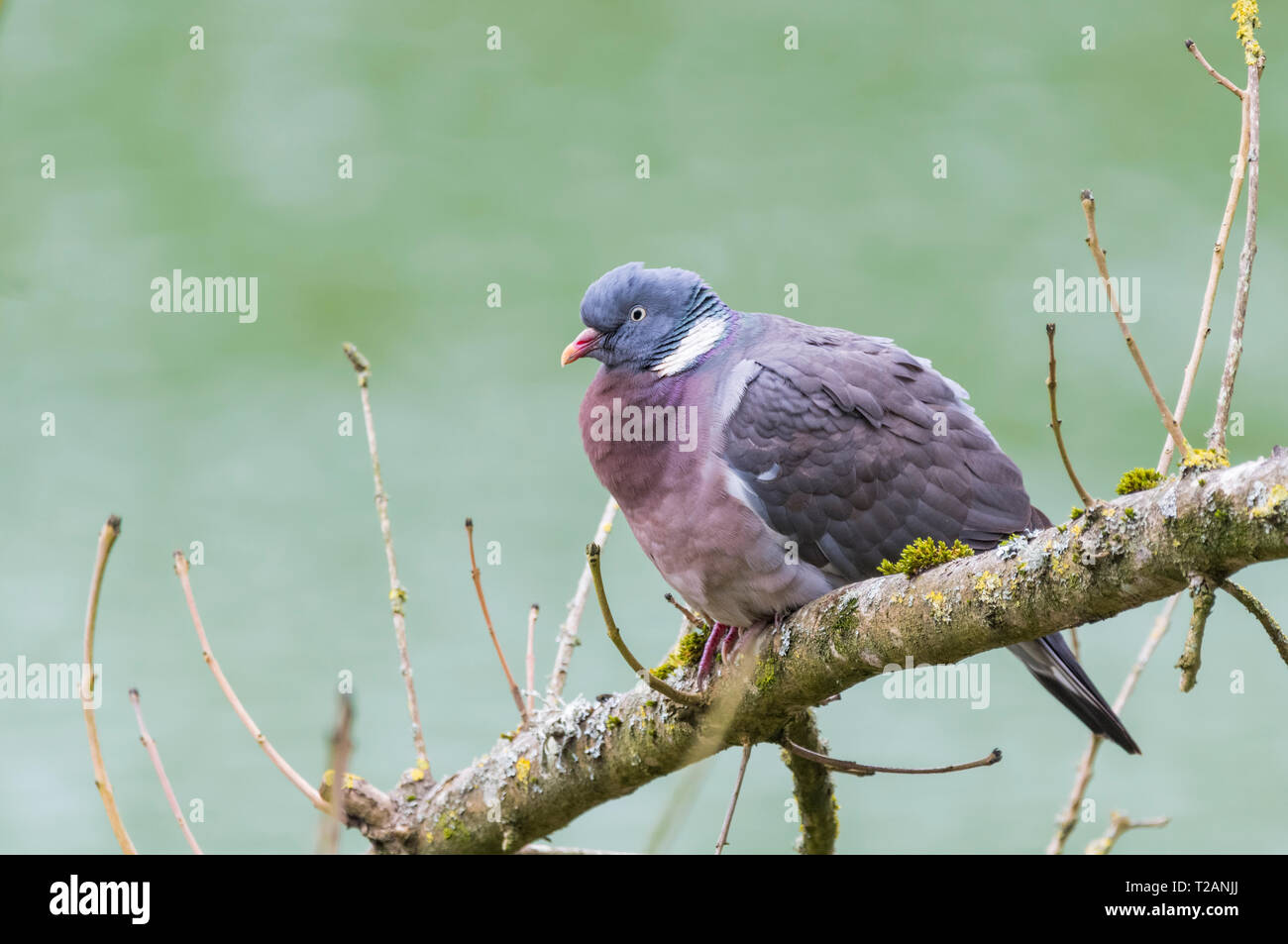 Seitenansicht einer Waldtaube (Columba palumbus), die im Frühjahr in West Sussex, Großbritannien, in einem Baum thront. Holztaube, die auf einem Ast sitzt. Stockfoto