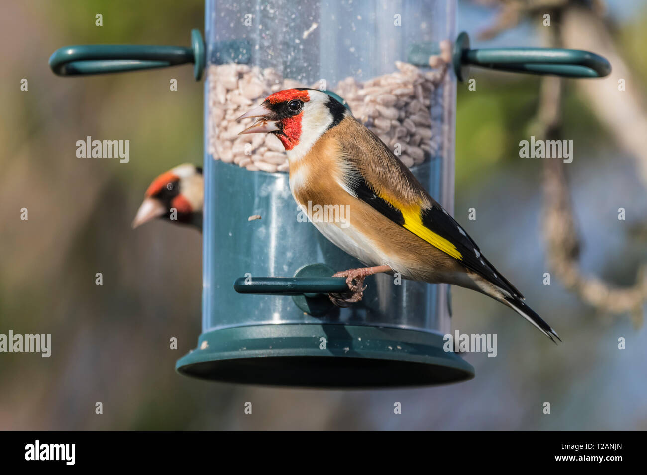 Ein paar der erwachsenen Vögel Stieglitz (Carduelis carduelis) auf einem futterhaus im Frühjahr in West Sussex, UK thront. Stockfoto