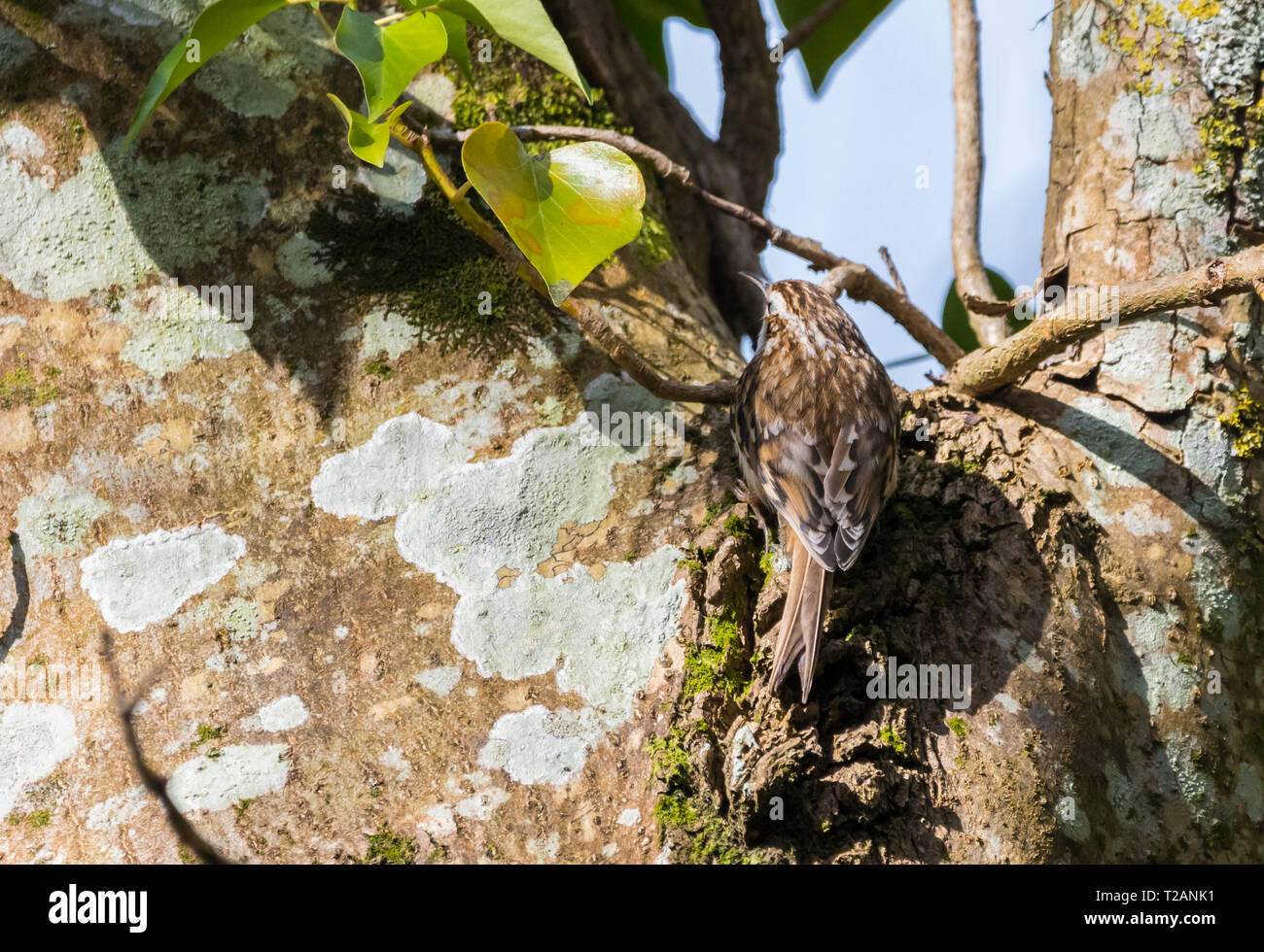 Eurasian Treecreeper Bird (Certhia familiaris) Klettern auf einem Baumstamm im Frühjahr in West Sussex, Großbritannien. Stockfoto