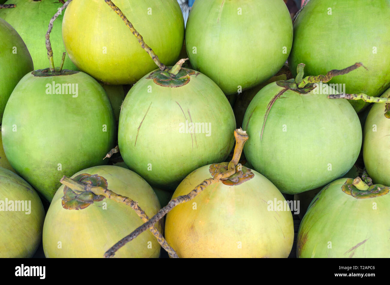 Reihe der grünen Kokosnüssen strukturierten Hintergrund. Detail am Obstmarkt in Bali. Tropische essen. Stockfoto