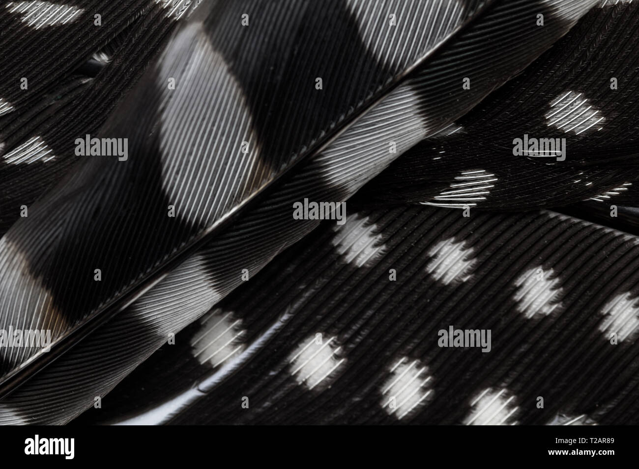 Feder Hintergrund. Abstrakte Feder Textur Hintergrund mit schwarz-weißem Gefieder Stockfoto