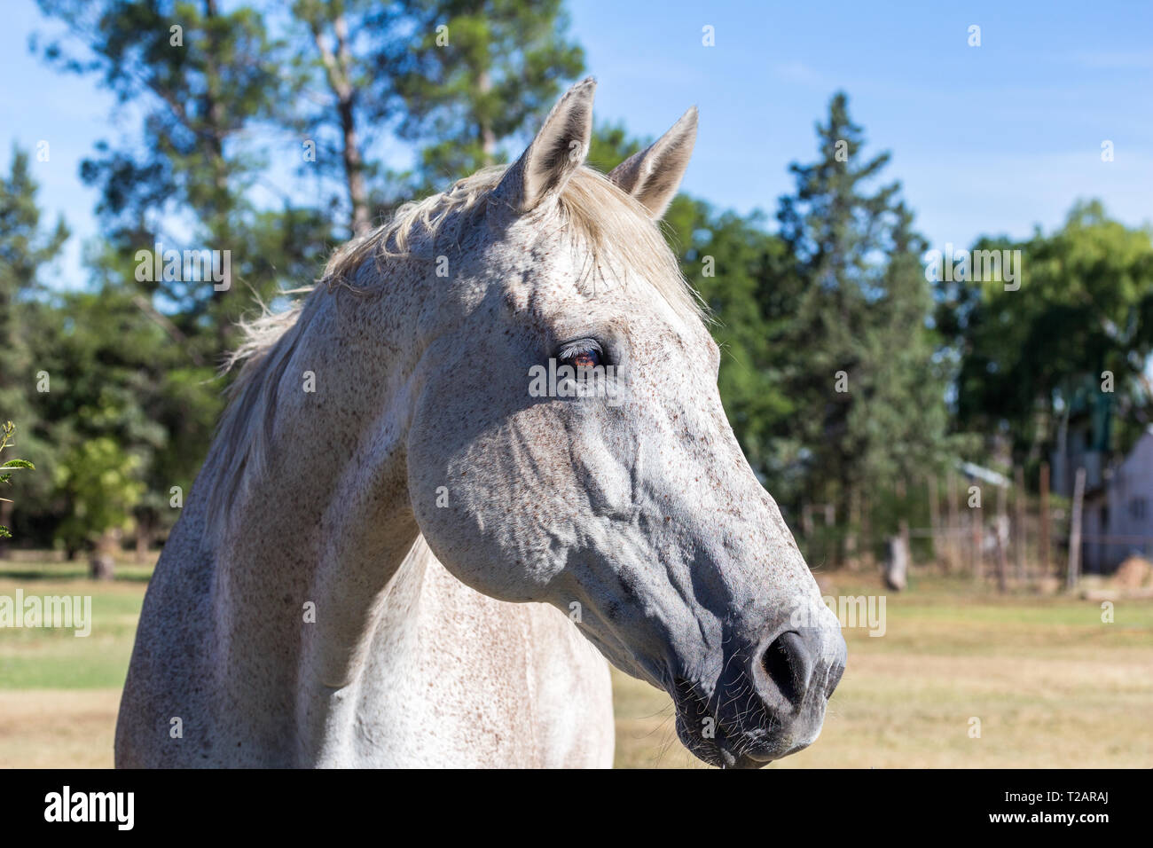 Schöne weiße Pferd Kopf protrait - Draußen Foto von Pferd seitlich auf der Suche Stockfoto