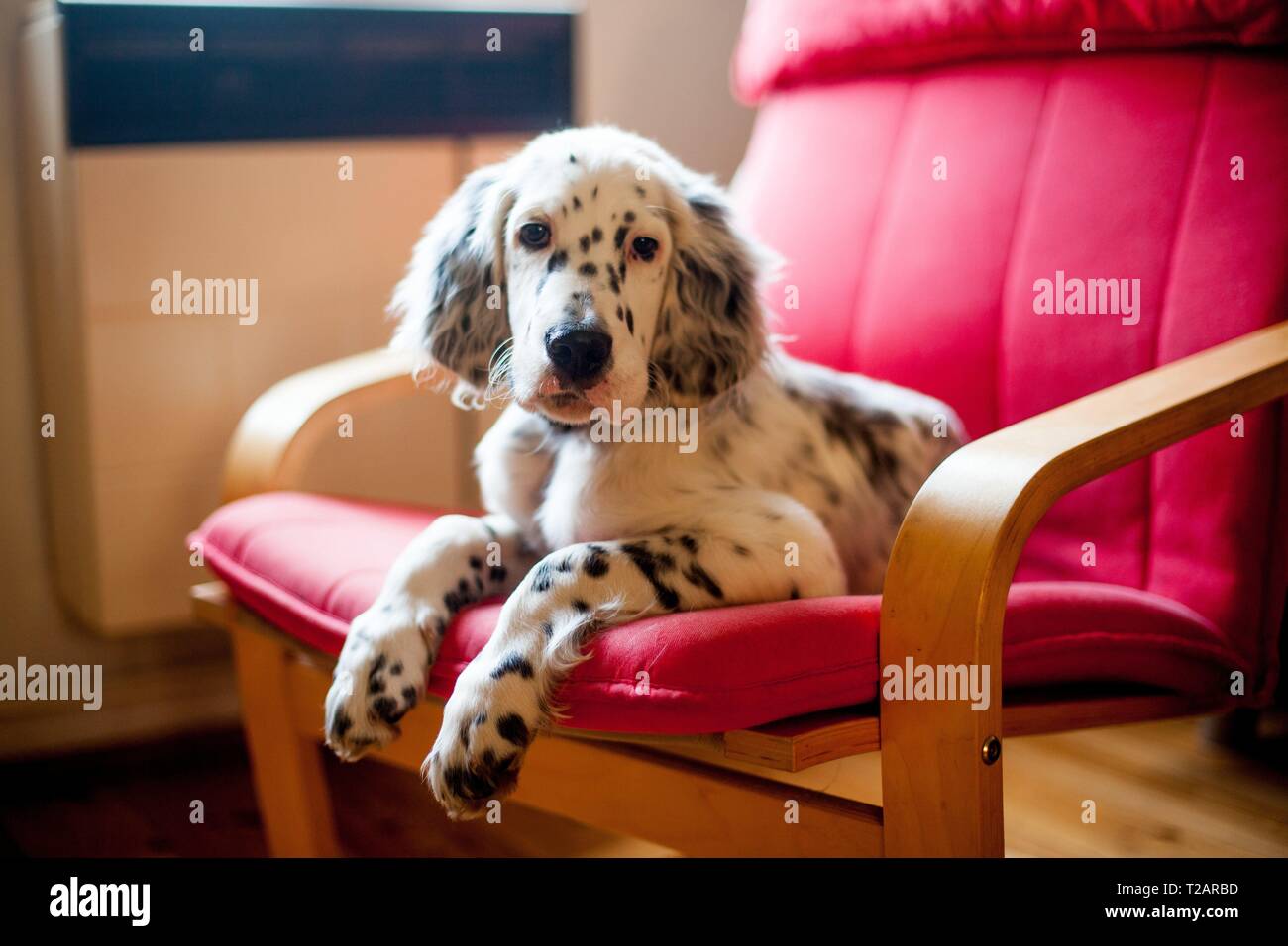 English Setter Welpen "Rudy" saß auf einem Stuhl am 04.04.2017. Rudy wurde Anfang Januar 2017 geboren und hat gerade zu seiner neuen Familie gezogen. | Verwendung weltweit Stockfoto