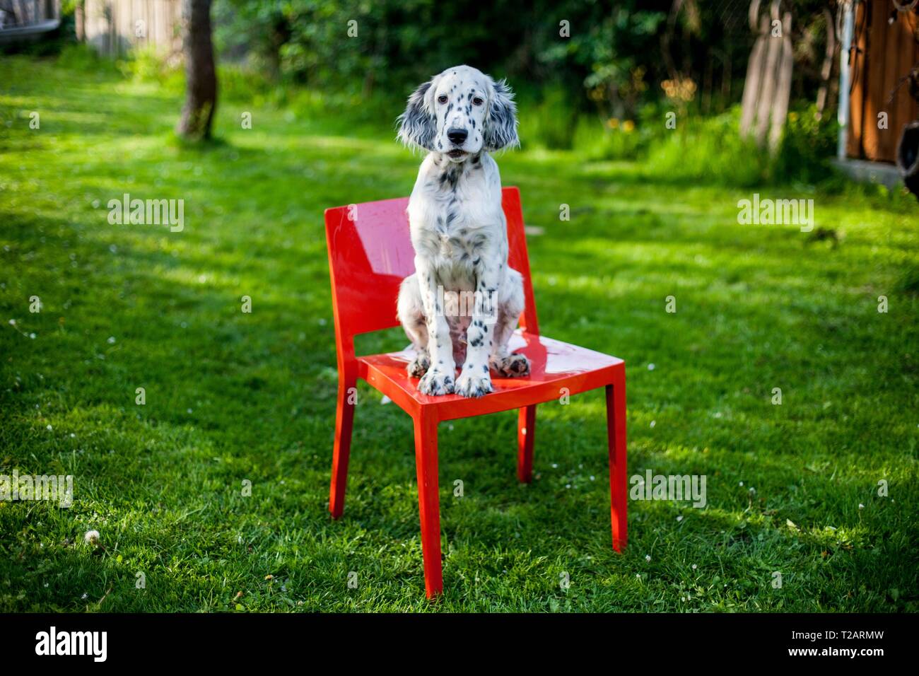 English Setter Welpen "Rudy" saß am 30.04. 2017 auf einem roten Stuhl im Garten. Rudy wurde Anfang Januar 2017 geboren und hat gerade zu seiner neuen Familie gezogen. | Verwendung weltweit Stockfoto