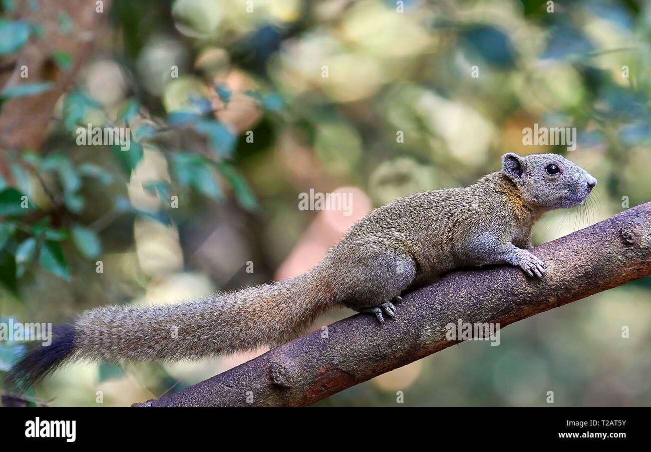 Grau-bellied Eichhörnchen (Callosciurus caniceps) Klettern auf Baum im Regenwald, Kaeng Krachan Nationalpark, Thailand | Verwendung weltweit Stockfoto