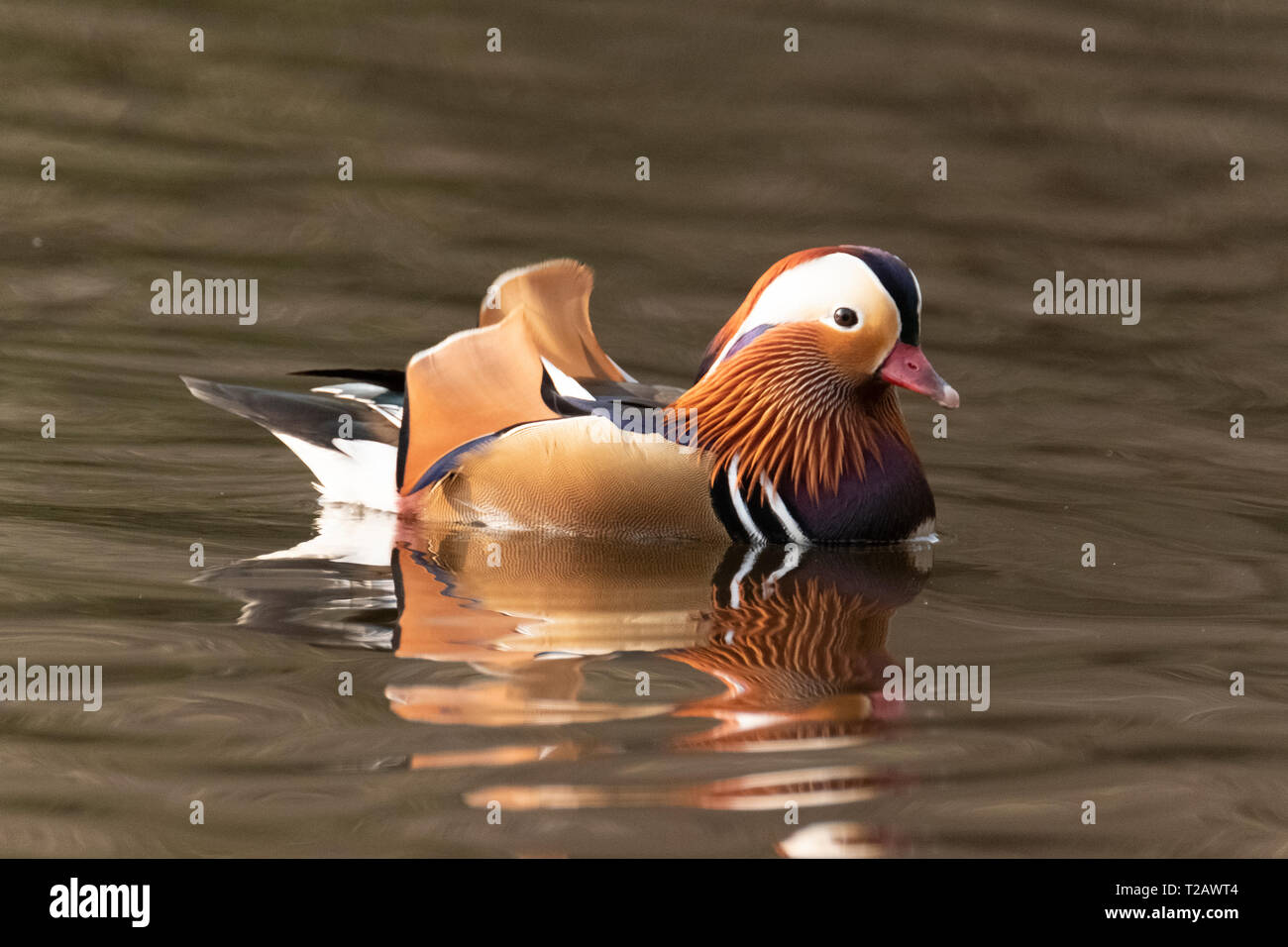 Ein Mandarin Enten auf einem Teich im New Forest Hampshire UK. Stockfoto