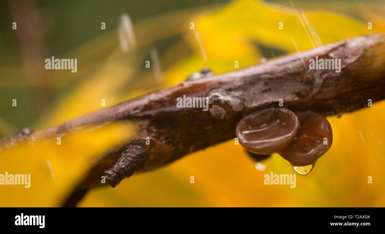 Des Judas Ohr (Auricularia judae Aurikel -) Auch das Ohr der Jude, Holz Ohr oder Gelee Ohr bekannt. ist eine Art von essbaren Pilz gefunden worldw Auriculariales Stockfoto