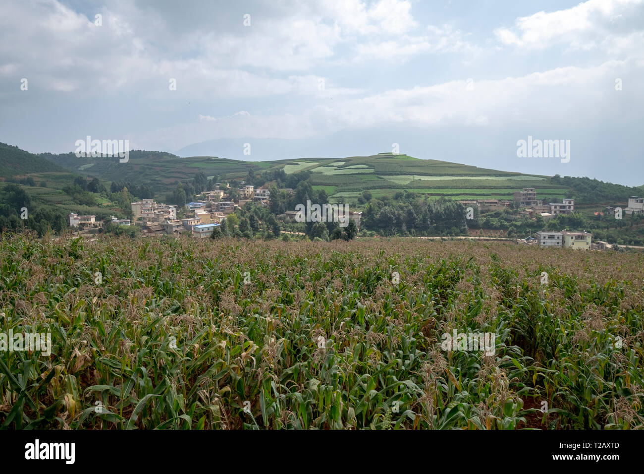 Ländliche landwirtschaftliche Landschaft aus sanften Hügeln mit Mais ernten. In der Nähe von Kumming, Provinz Yunnan im Südwesten Chinas im September fotografiert. Stockfoto