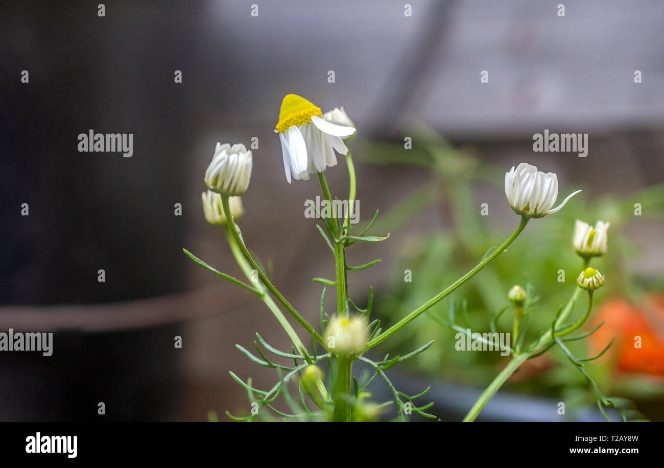 Blühende gemeinsame Kamille (Anthemis cotula) Pflanze. In Israel im Frühjahr im März fotografiert. Stockfoto