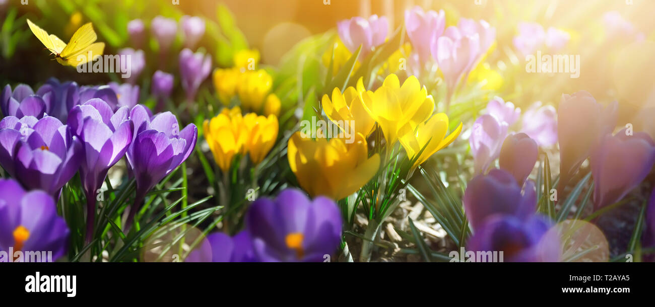 Frühling Blumen auf dem Feld - Abstrakte Frühling Landschaft Stockfoto