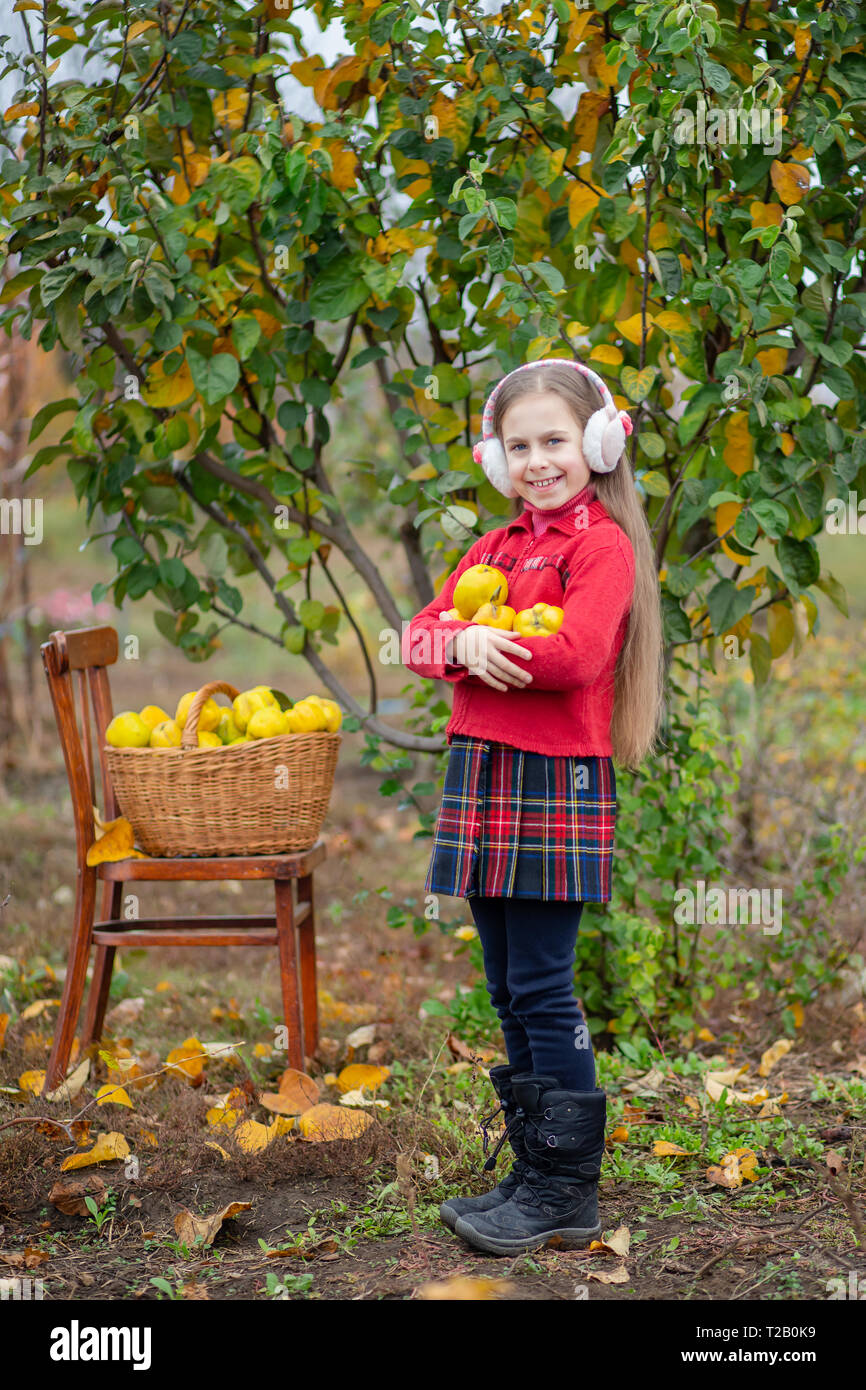 Süße Mädchen sammelt Quitte vom Baum. Quitte Herbst Ernte, vollen Korb von Quitten im Garten. Wachsende organische Früchte auf dem Bauernhof. Stockfoto