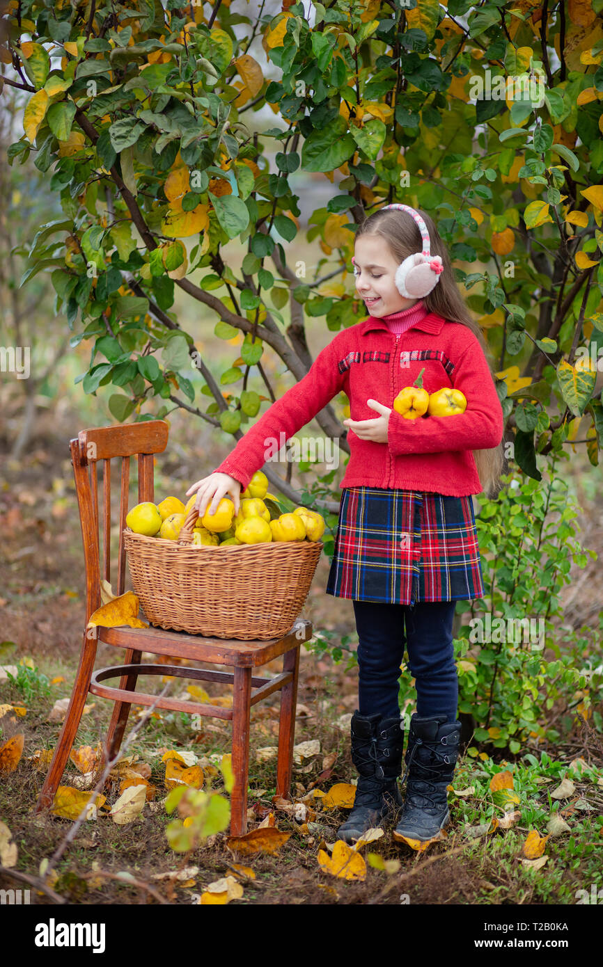 Susse Madchen Sammelt Quitte Vom Baum Quitte Herbst Ernte Vollen