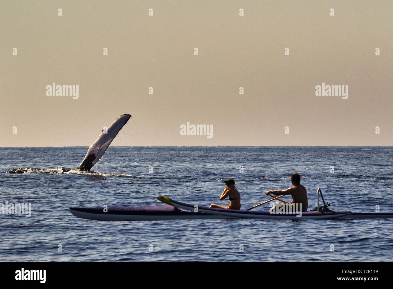 Kajakfahrer whale watching während der buckelwale Jahreszeit auf Maui. Stockfoto
