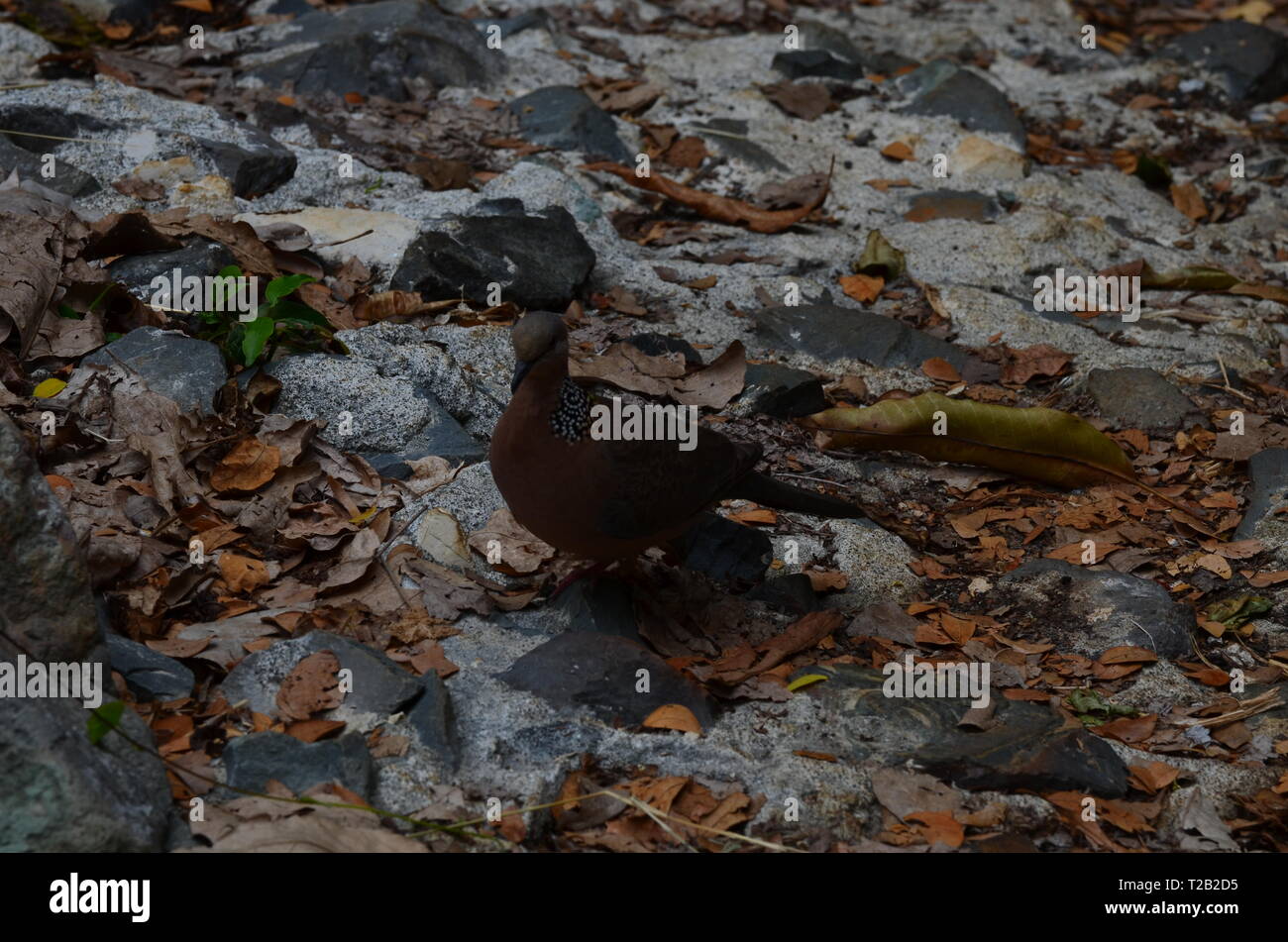 Unauffällig Stockfoto