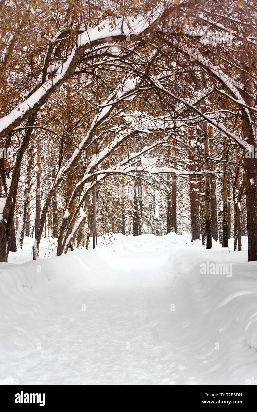 Gehweg Lane durch die schönen Winter Wald im Park als Frost Landschaft Stockfoto
