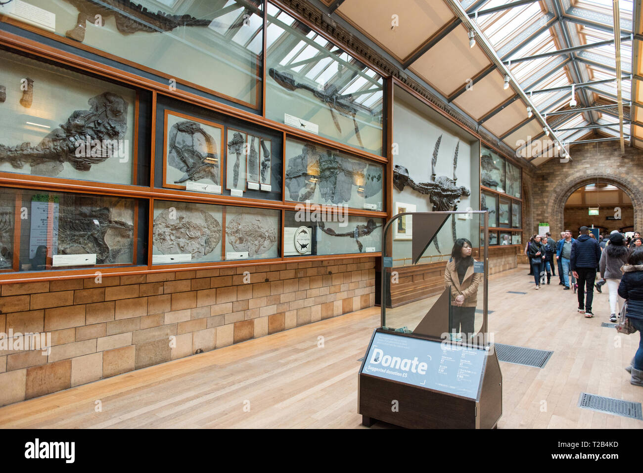 LONDON, UK, 22. MÄRZ 2019: Touristen, die in der Ichthyosaurus fossilen Marinen Reptilien Galerie im Natural History Museum Stockfoto