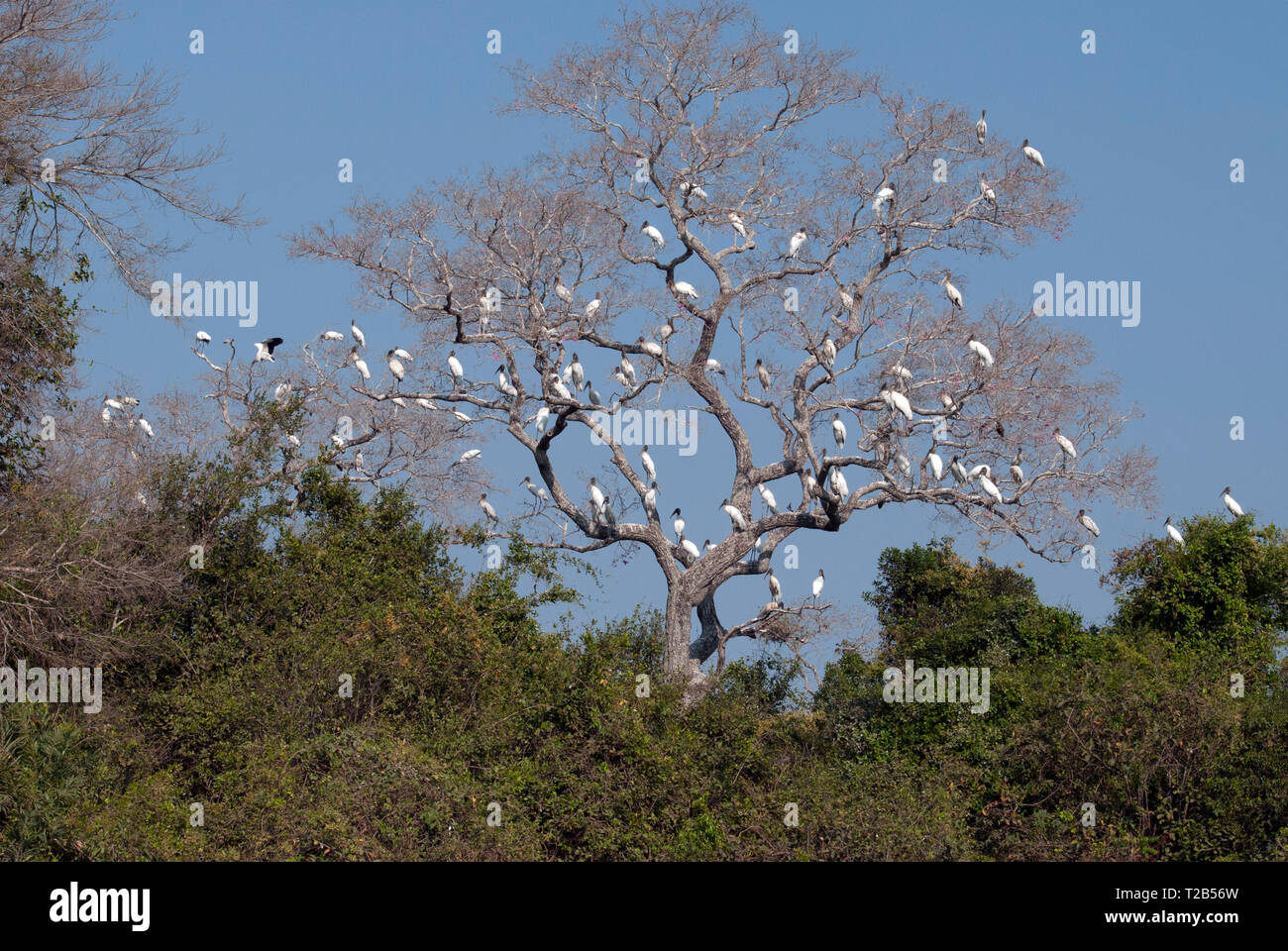 Holz Störche (Mycteria americana) in roost Baum im Pantanal Brasilien Stockfoto