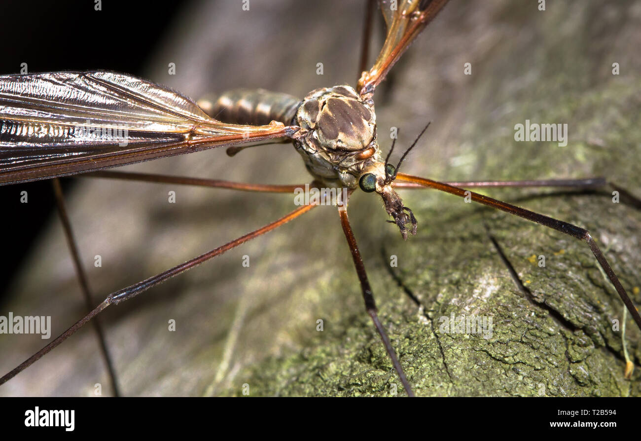 Ein erwachsener cranefly (Familie Tipulidae) bis nahe an den Wald Lane Naturschutzgebiet in Shropshire, England. Stockfoto