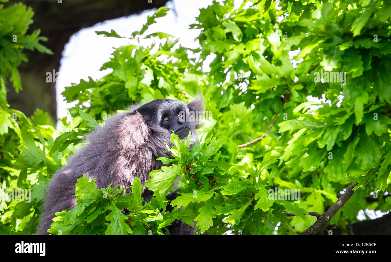 Eine silbrige Gibbon (Hylobates moloch) die Baumkronen ruhen. Stockfoto