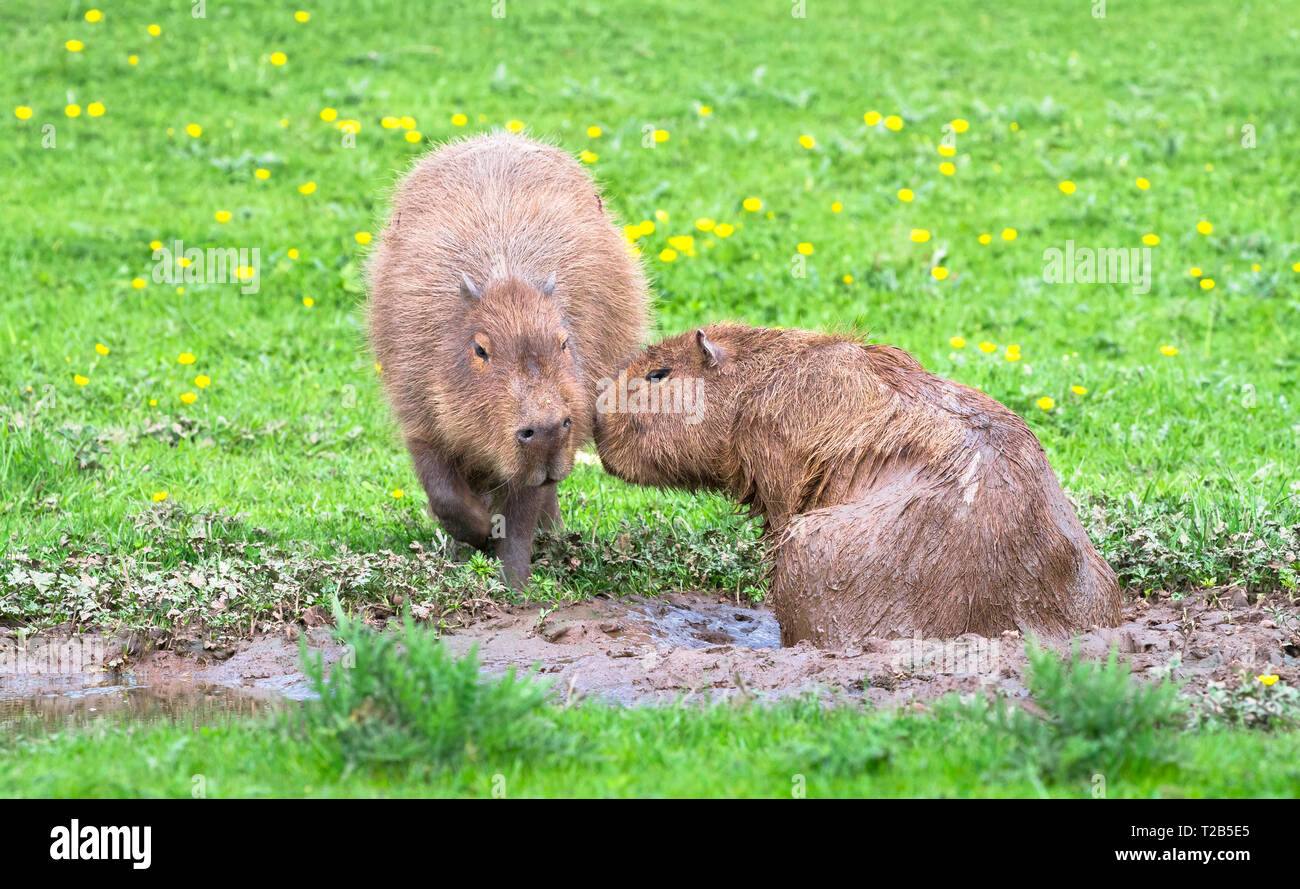 Ein paar Capybara (Hydrochoerus hydrochaeris) einweichen in einer schlammigen Pool. Stockfoto
