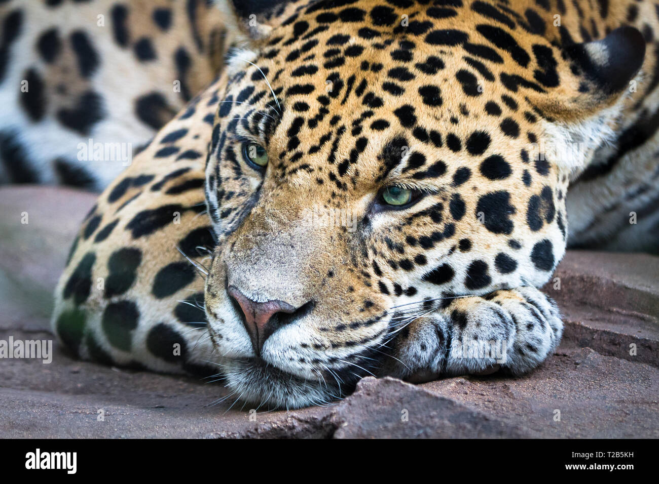 Ein erwachsener Jaguar (Panthera onca) liegt träge auf einem großen Felsen. Stockfoto