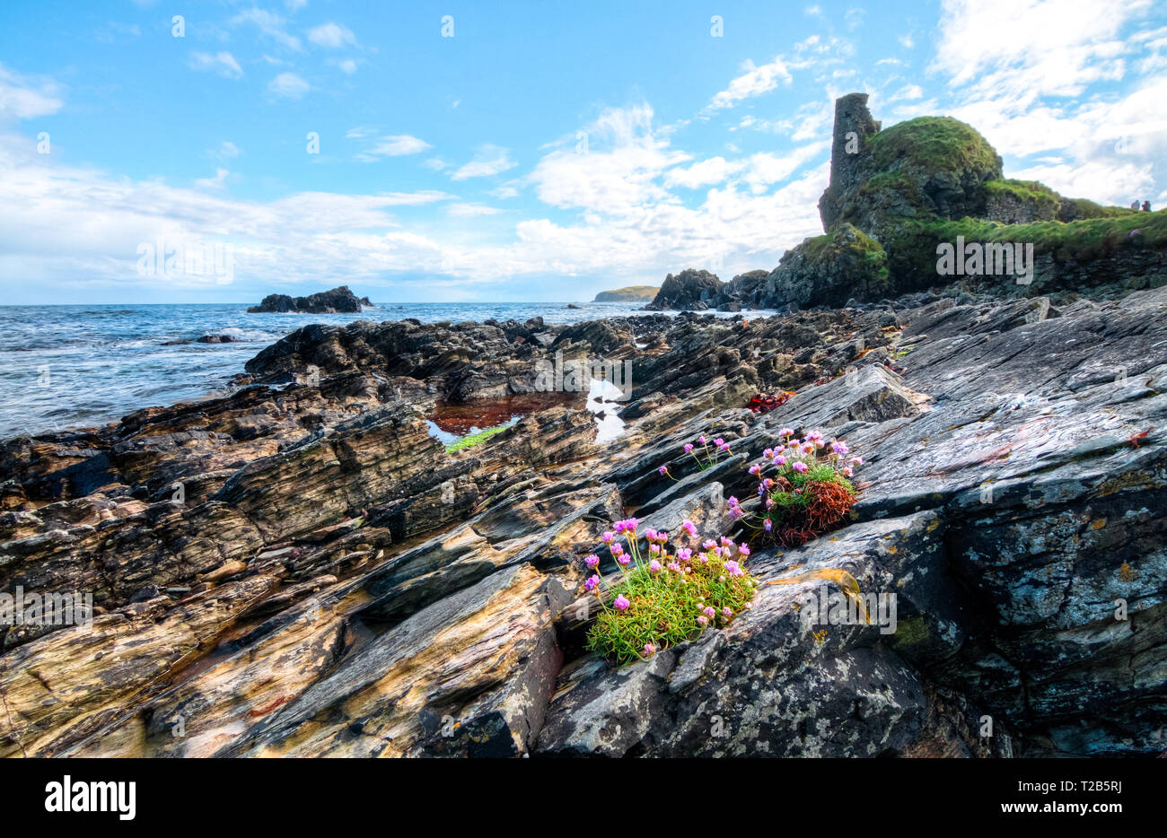 Rosa Blumen wachsen zwischen den Felsen auf der Gezeitenzone auf der Insel Islay, Schottland, Großbritannien. Stockfoto