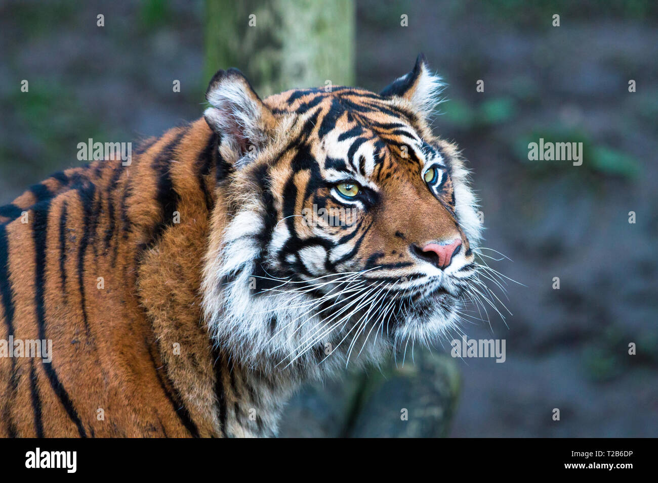 Ein Sumatra-tiger (Panthera tigris sumatrae) in die Ferne schaut. Stockfoto