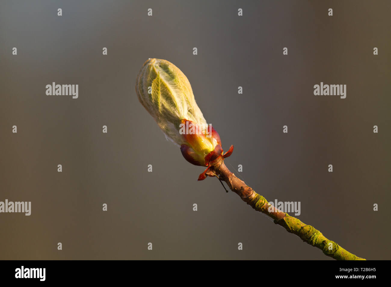 Bud eines conker Baum oder Rosskastanie (Aesculus hippocastanum) im Frühjahr Stockfoto