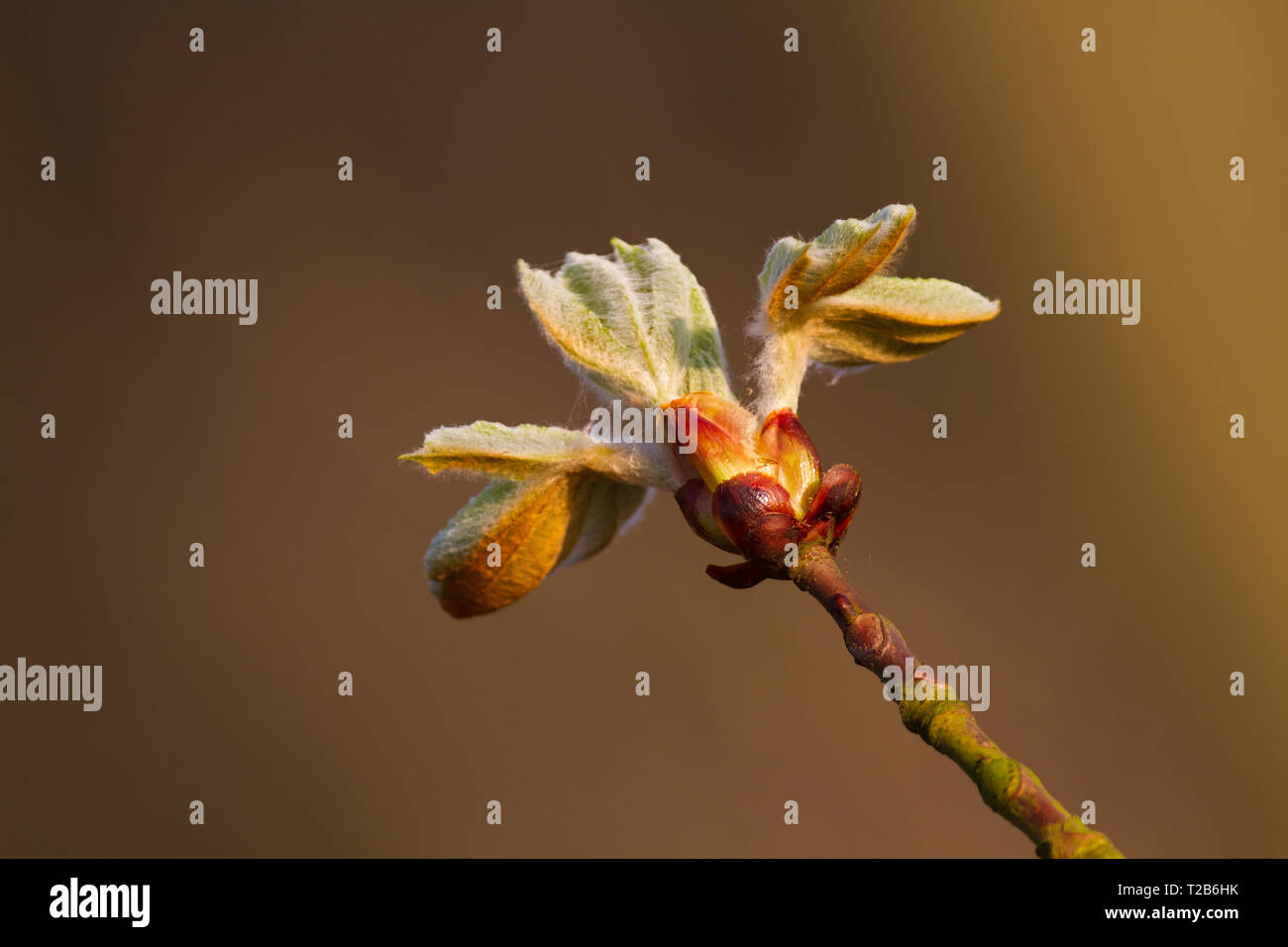 Bud eines conker Baum oder Rosskastanie (Aesculus hippocastanum) im Frühjahr Stockfoto