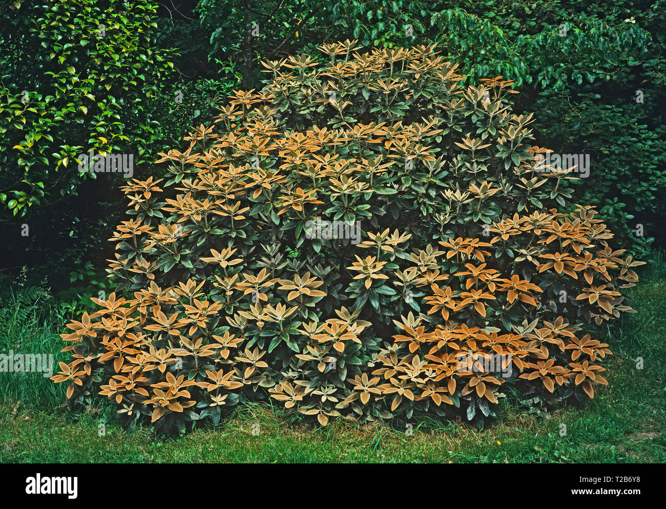Eine große Bush der Rhododendron pachytricbum in einem Land, Garten Stockfoto