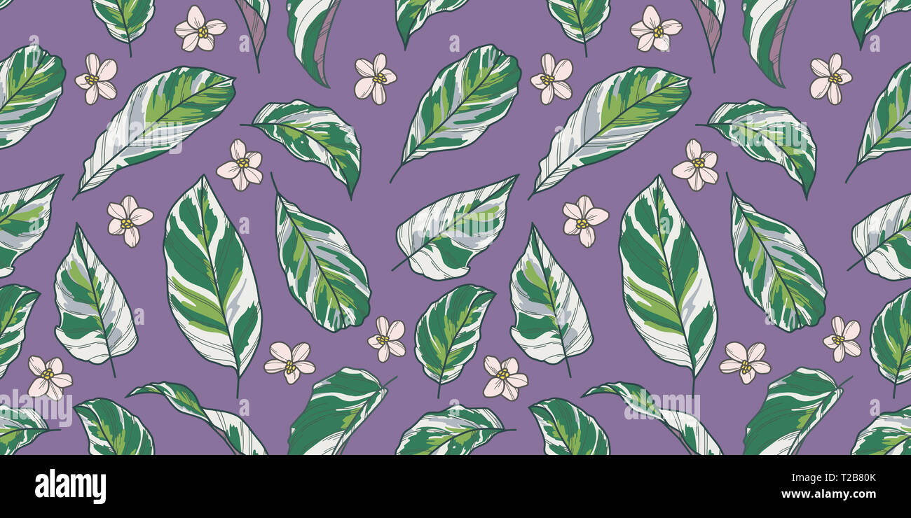 Schön gezeichnet Elegante exotische Pflanzen und Blumen nahtlose Muster mit tropischen Calathea Gebet Pflanze grüne und weiße Blätter und blühende Blumen auf Pu Stockfoto