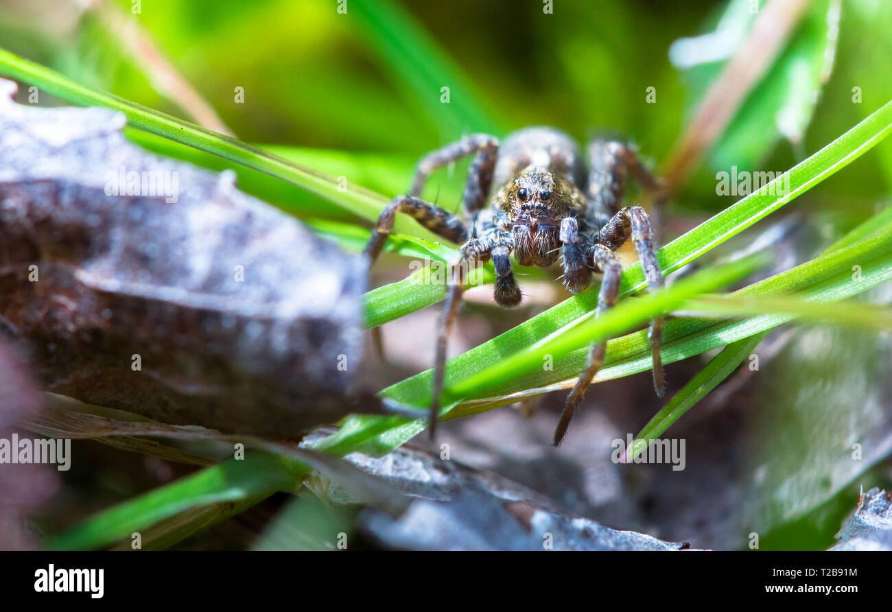 Ein wolf spider (Pardosa amentata) kriecht durch das Gras an einem sonnigen Tag an Wem Moss, Shropshire, England. Stockfoto