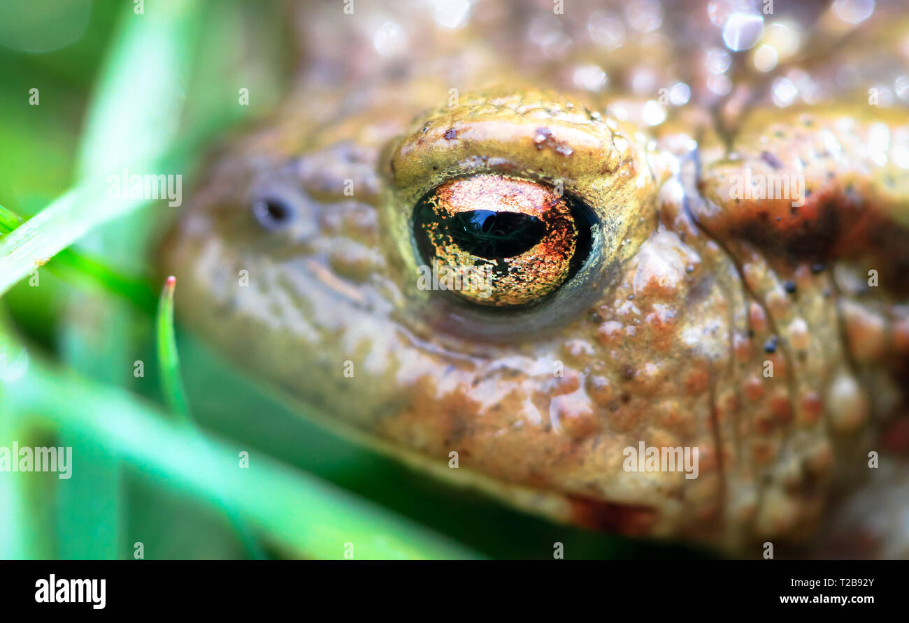 Erdkröte (Bufo bufo) bis nahe an Whixall Moss in Shropshire, England. Stockfoto