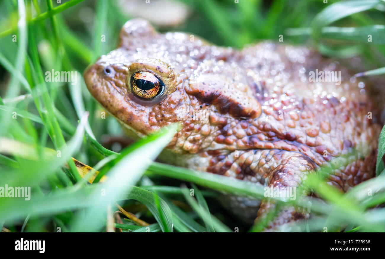 Erdkröte (Bufo bufo) versteckt sich im hohen Gras an Whixall Moss in Shropshire, England. Stockfoto