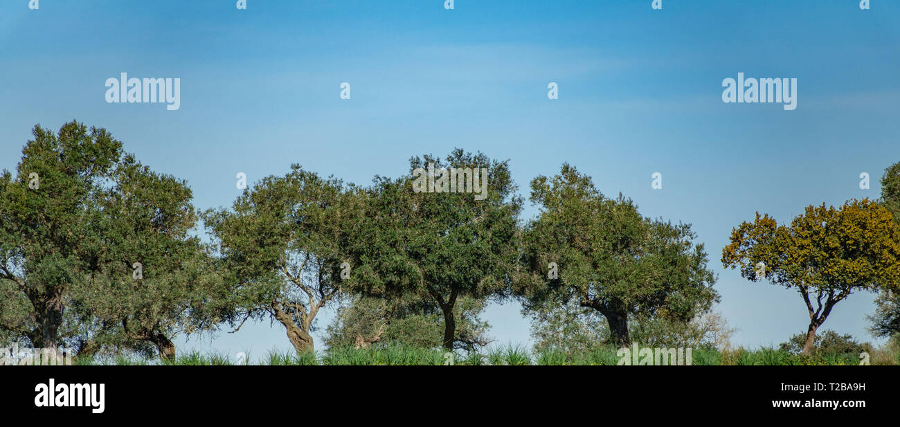 Steineichen auf dem Hügel gegen den blauen Himmel Stockfoto