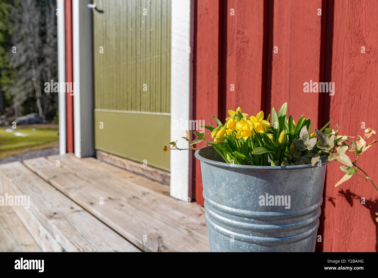 Narzissen tierisch darauf in einem zincbucket auf Treppen zu einem roten Ferienhaus in Värmland Schweden 2019 Stockfoto
