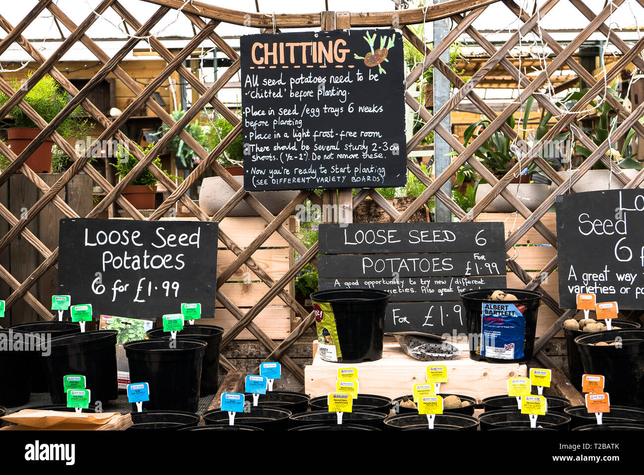Förderung der Lose Pflanzkartoffeln von gemischten Sorten für die Bepflanzung von Gärten Kunden. Anzeige in einem Englischen Garten Center iin Wiltshire UK Stockfoto